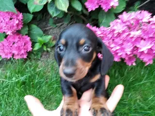 Teckel Miniatura perros Cacharros de teckel miniatura - Anuncio 1