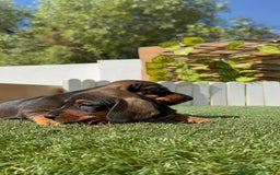 Teckel Miniatura perros en venta: TECKEL MINIATURA MACHO - Imagen 13
