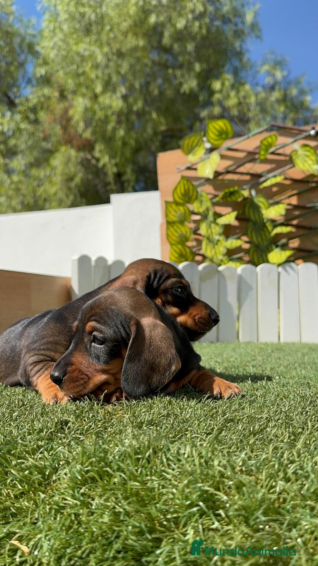 Teckel Miniatura perros en venta: TECKEL MINIATURA MACHO - Imagen 13