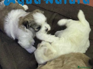 Bichón Habanero perros en Barcelona - Anuncio 20