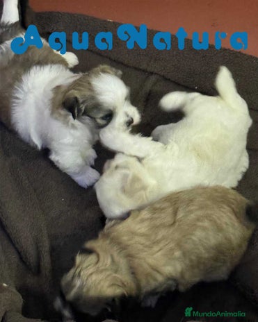 Bichón Habanero perros en Barcelona - Anuncio 20