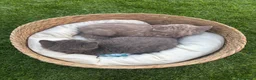 Británico de Pelo Corto Azul gatos en venta: British Blue y Lilac - Anuncio 4