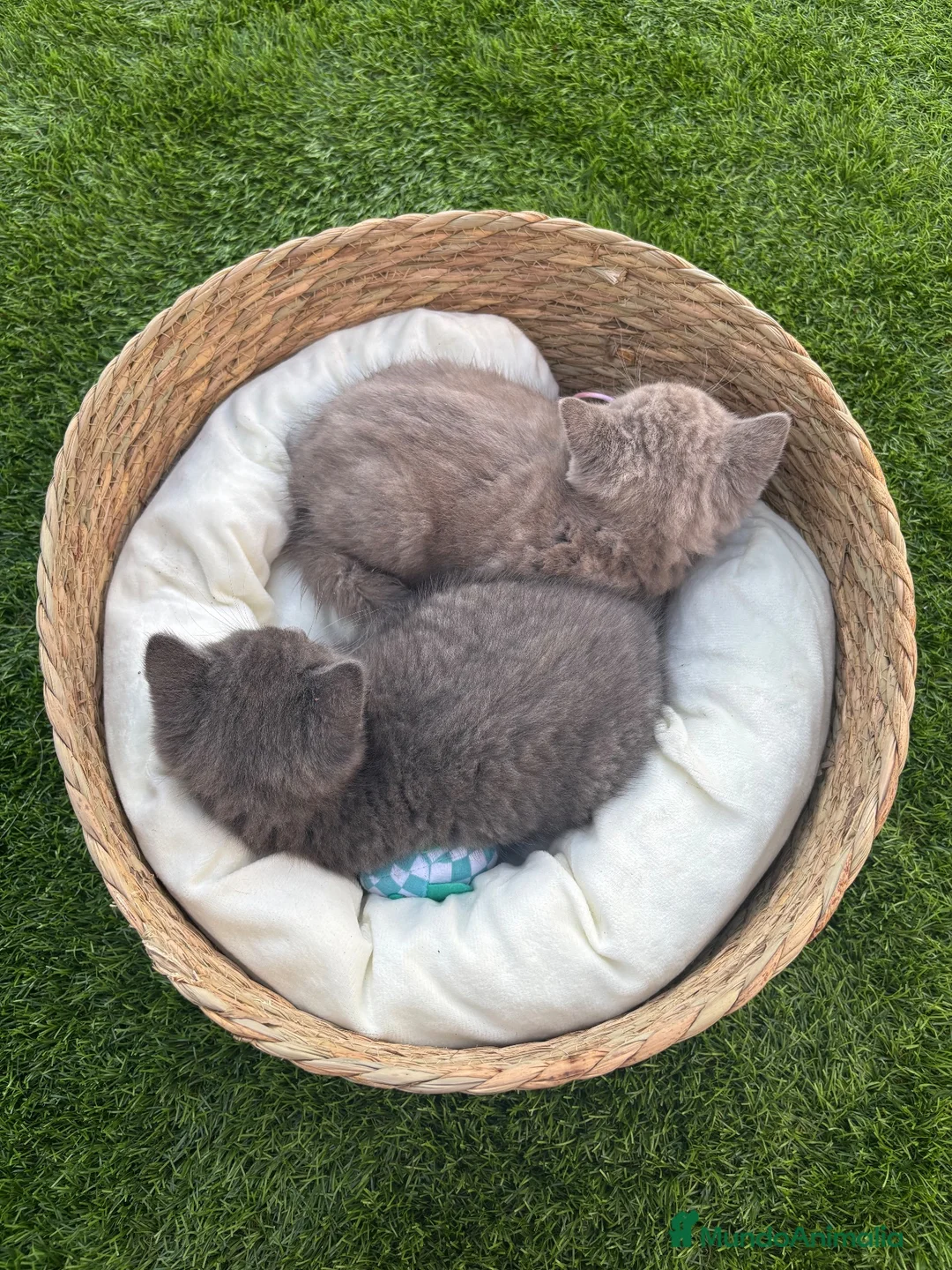 Británico de Pelo Corto Azul gatos en venta: British Blue y Lilac - Anuncio 4