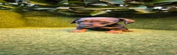 Teckel Miniatura perros en venta: teckel miniatura color jabali 2 machos  - Anuncio 2