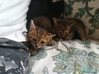 Siberiano gatos en Madrid - Anuncio 28