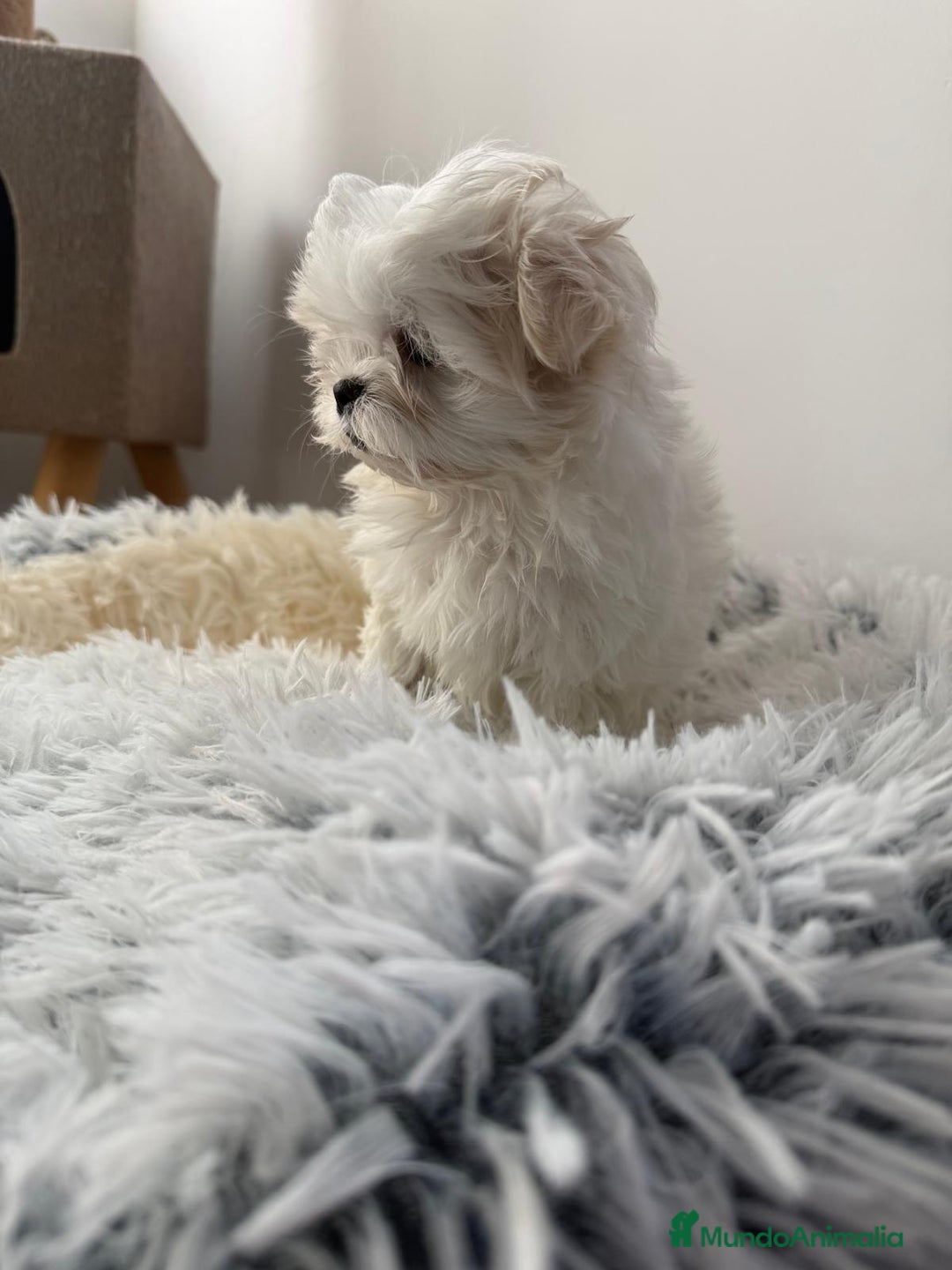 Bichón Maltés perros en venta: Bichón maltes coreano  - Anuncio 5