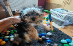 Yorkshire Terrier perros en venta: Preciosos cachorros de Yorkshire  - Imagen 2