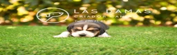 Beagle perros en venta: Beagle tricolor disponibles - Anuncio 3