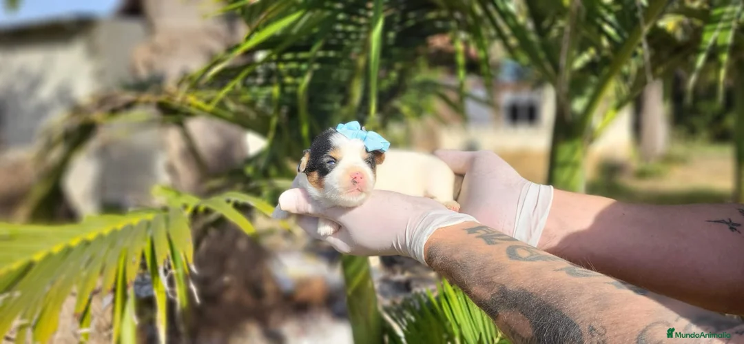 Biewer Yorkshire Terrier a la Pom Pon perros en venta: Yorkshires biewer preciosos!! - Anuncio 2