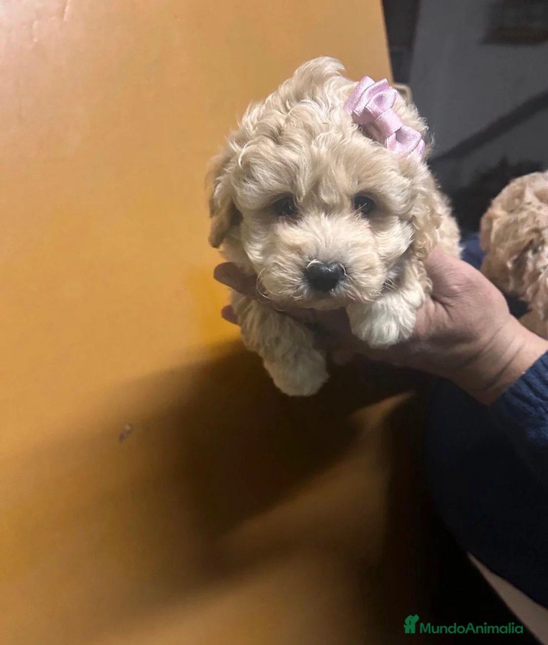 Maltipoo perros en venta: Maltipoo 628789235 - Anuncio 1