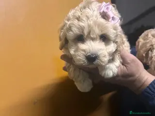 Maltipoo perros Maltipoo 628789235 - Anuncio 2
