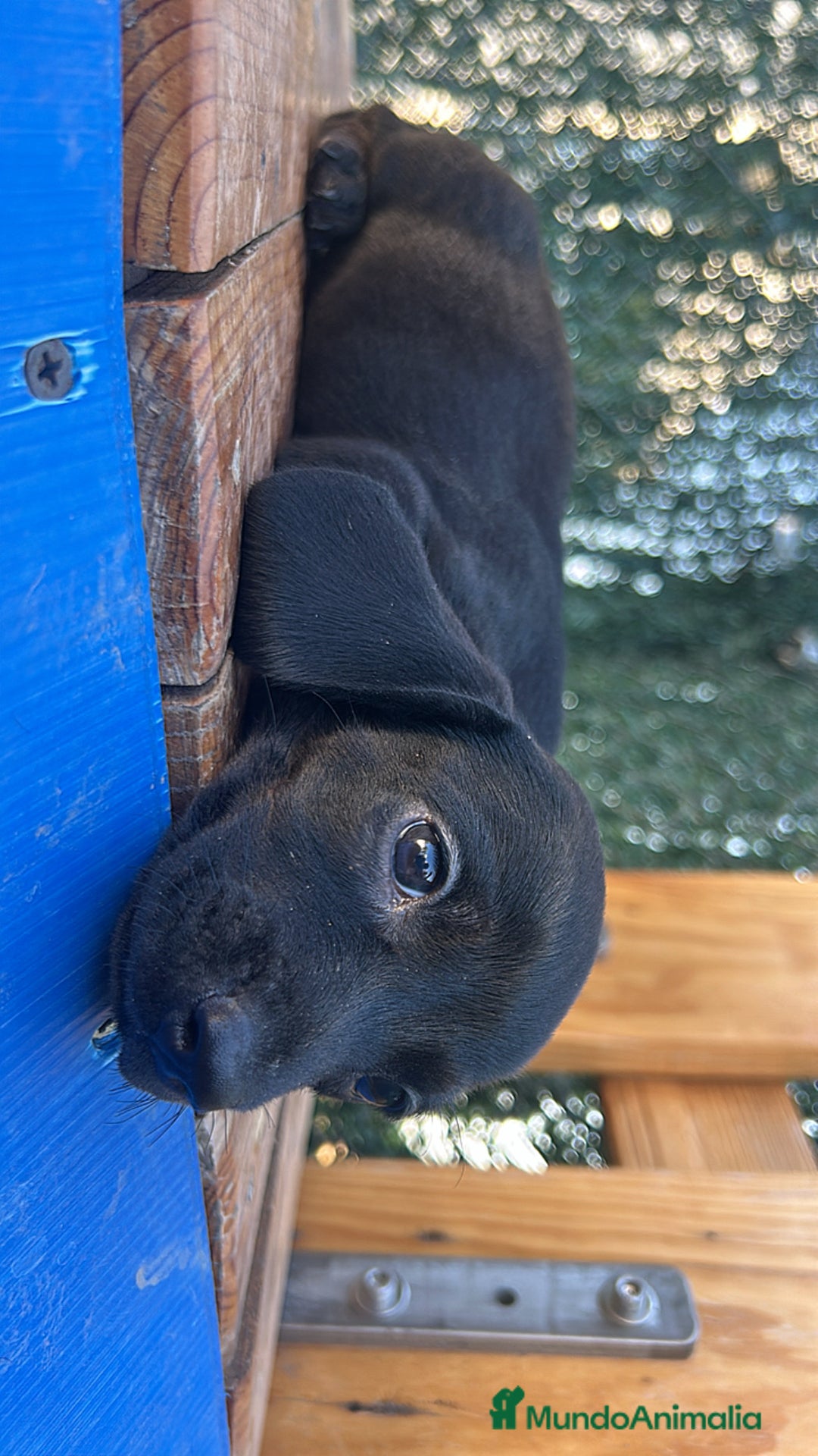 Teckel Miniatura perros en venta: Teckel Miniatura  - Imagen 1