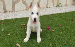 Husky Siberiano perros en venta: Cachorros Husky Siberiano  - Imagen 1