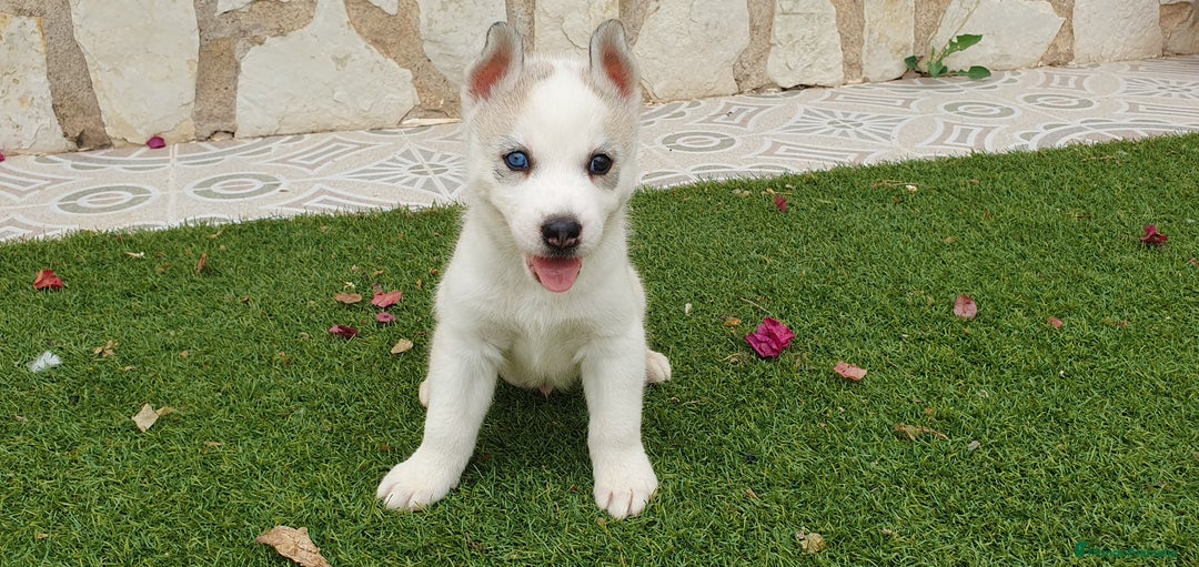 Husky Siberiano perros en venta: Cachorros Husky Siberiano  - Imagen 1