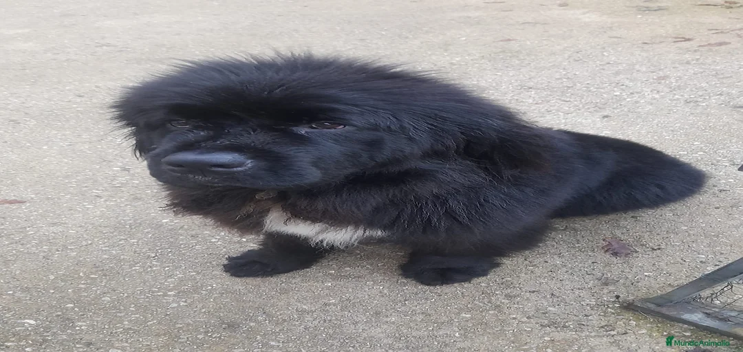 Imagen de galería {{count}}