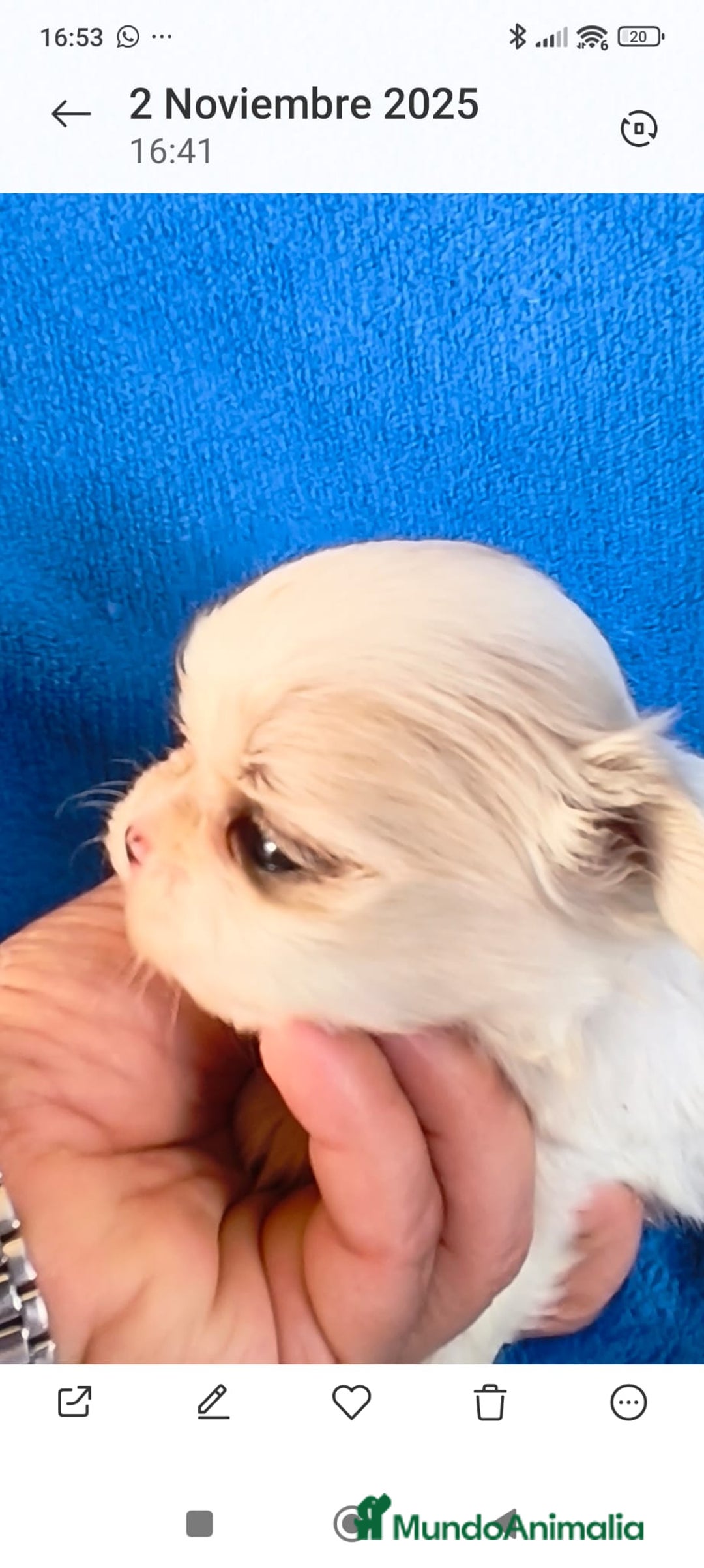 Shih Tzu perros en venta: Shihtzu - Imagen 4