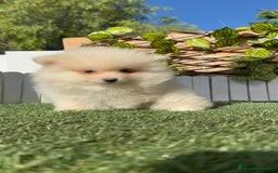 Pomerania perros en venta: POMERANIA MACHO - Imagen 11