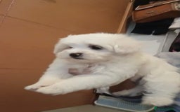 Bichón Maltés perros en venta: Bichon maltés  - Imagen 4