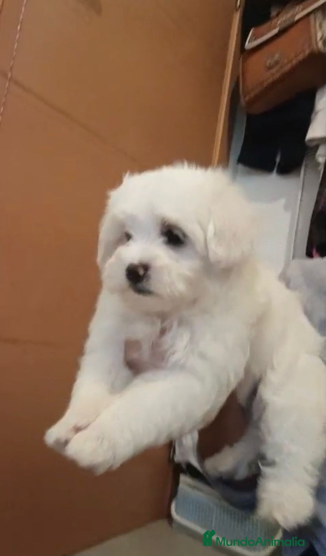 Bichón Maltés perros en venta: Bichon maltés  - Imagen 4