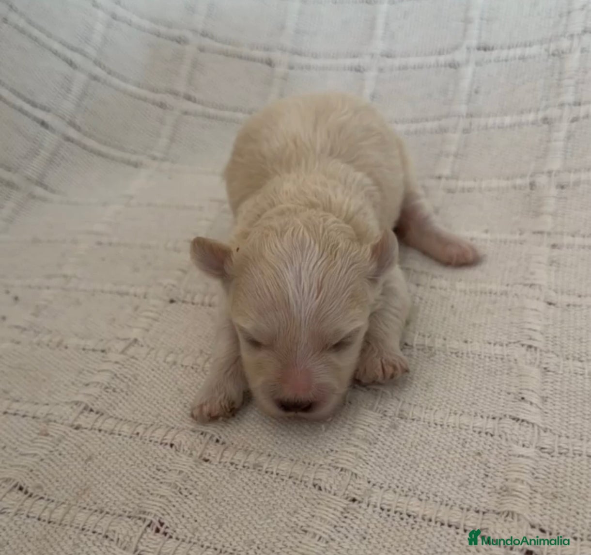 Maltipoo perros Venta de maltipoo toy - Anuncio 1