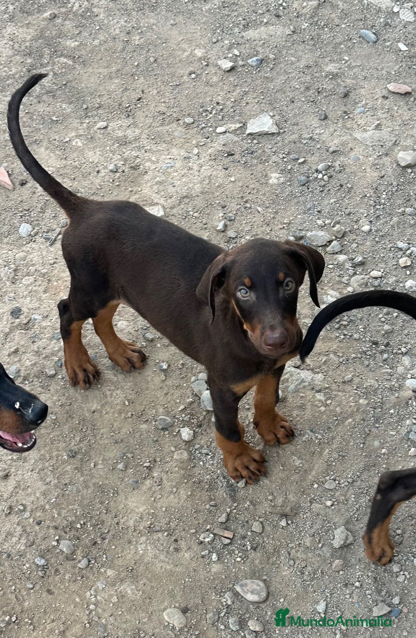 Dobermann perros ULTIMO MACHO CHOCOLATE - Anuncio 1