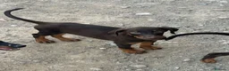 Dobermann perros en venta: ULTIMO MACHO CHOCOLATE - Anuncio 1