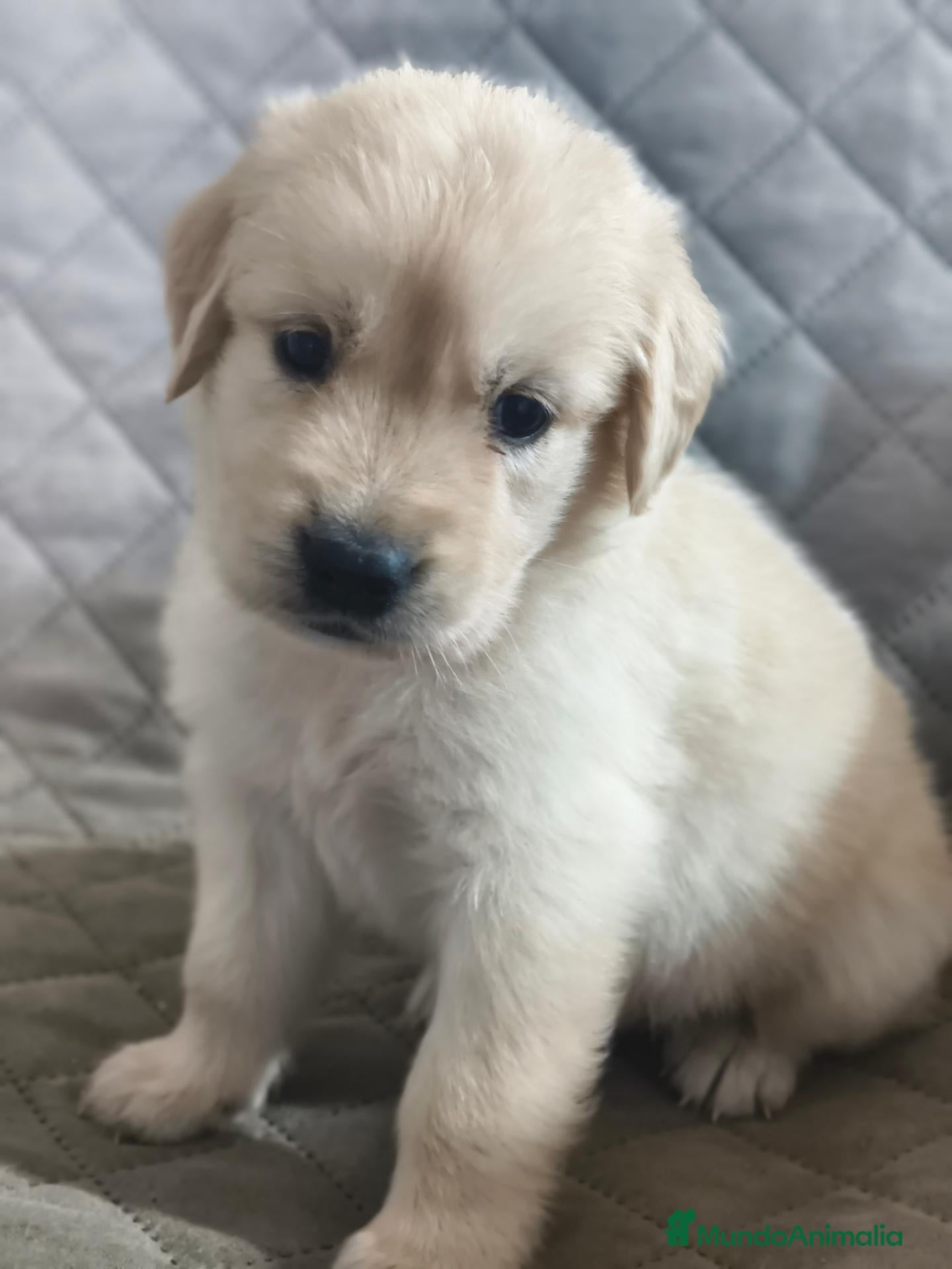 Golden Retriever perros GOLDEN RETRIEVER  - Anuncio 1