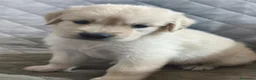 Golden Retriever perros en venta: GOLDEN RETRIEVER  - Anuncio 1