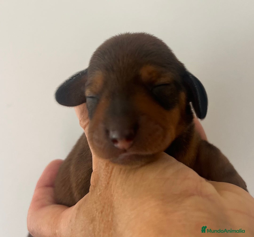 Teckel Miniatura perros en venta: Teckel miniatura criadero valencia Madrid Barcelo en Valencia - Imagen 6