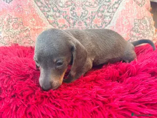 Teckel Miniatura perros Teckel kaninchen - Anuncio 4