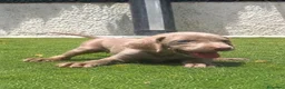 Weimaraner perros en venta: Braco de weimar de maxima calidad - Anuncio 6
