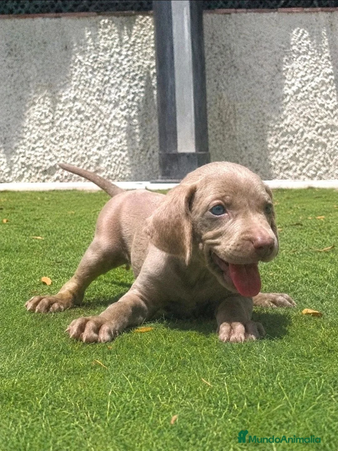 Weimaraner perros en venta: Braco de weimar de maxima calidad - Anuncio 6