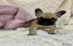 Bulldog Francés perros en venta: Bulldog francés Fawn  - Imagen 5