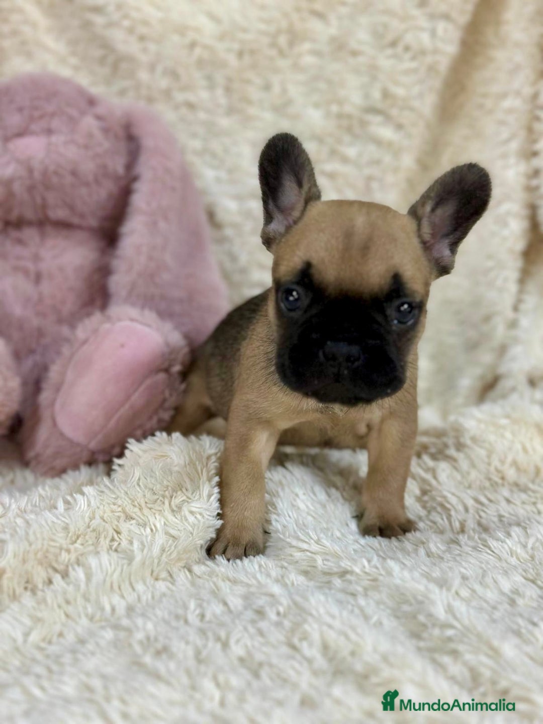 Bulldog Francés perros en venta: Bulldog francés Fawn  - Imagen 5