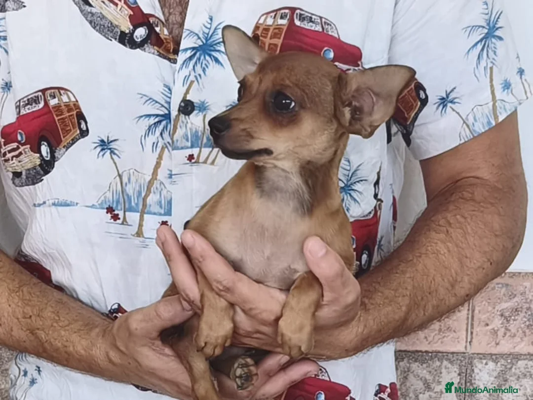 Chihuahua perros en venta: CHIHUAHUA Macho - Anuncio 2