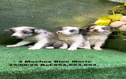 Border Collie perros en venta: BORDER COLLIE DE VILLA BIZNAGA - Imagen 11