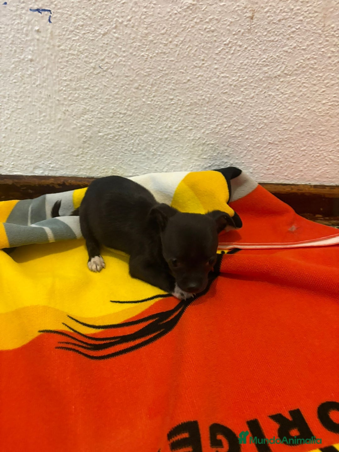Chihuahua perros en venta: Chihuahua toy - Imagen 14
