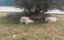 Spitz pequeño - Kleinspitz perros en venta: Kleinspitz pomerania  - Imagen 5