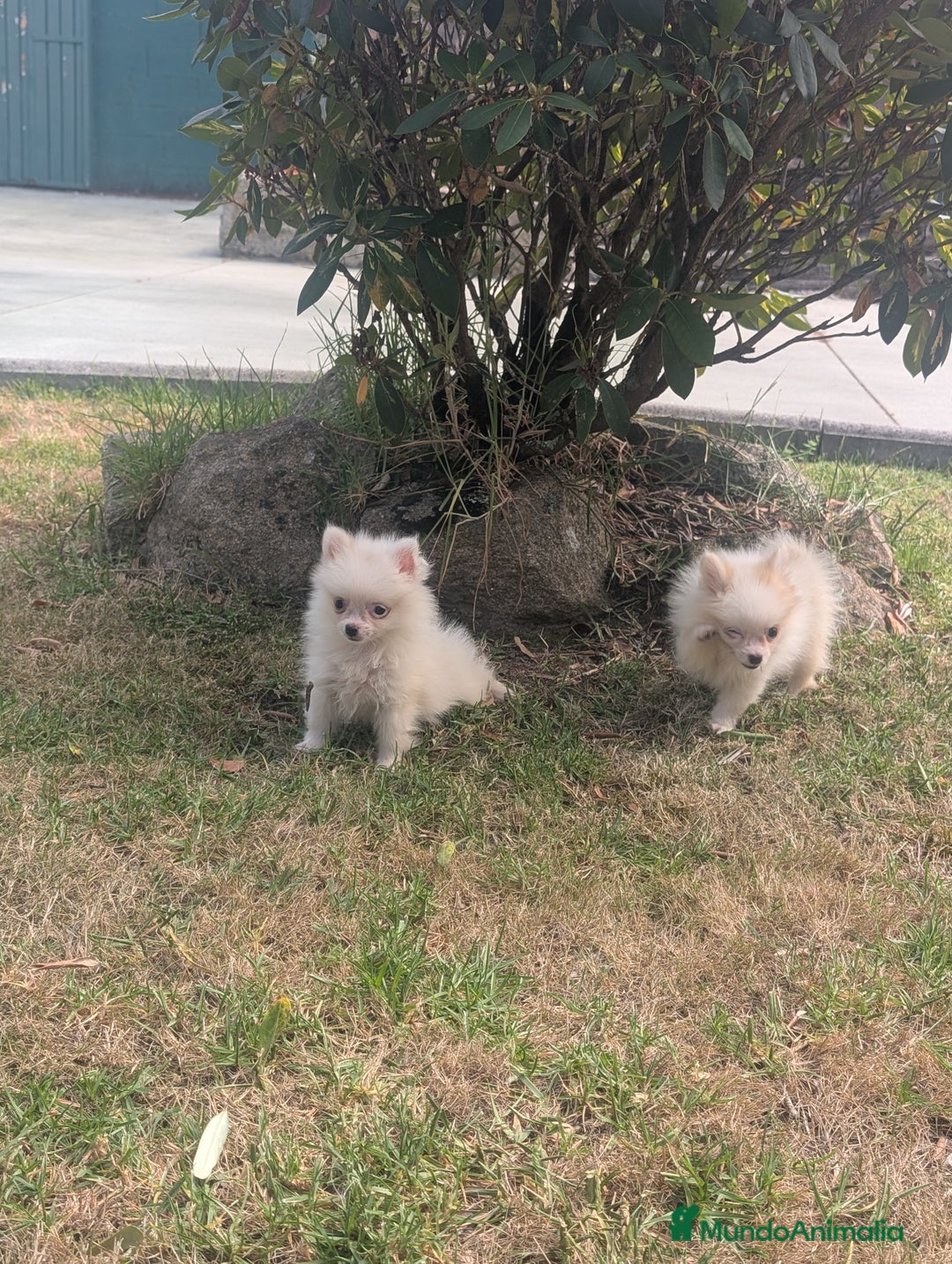 Spitz pequeño - Kleinspitz perros en venta: Kleinspitz pomerania  - Imagen 5