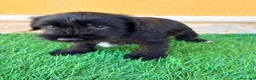 Schnauzer Miniatura perros en venta: Schnauzer miniatura negro  - Anuncio 10