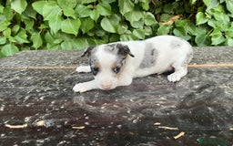 Raza Mixta perros en venta: Excelentes cachorras mixta - Imagen 1
