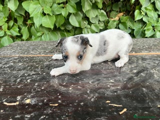 Raza Mixta perros - Anuncio 1