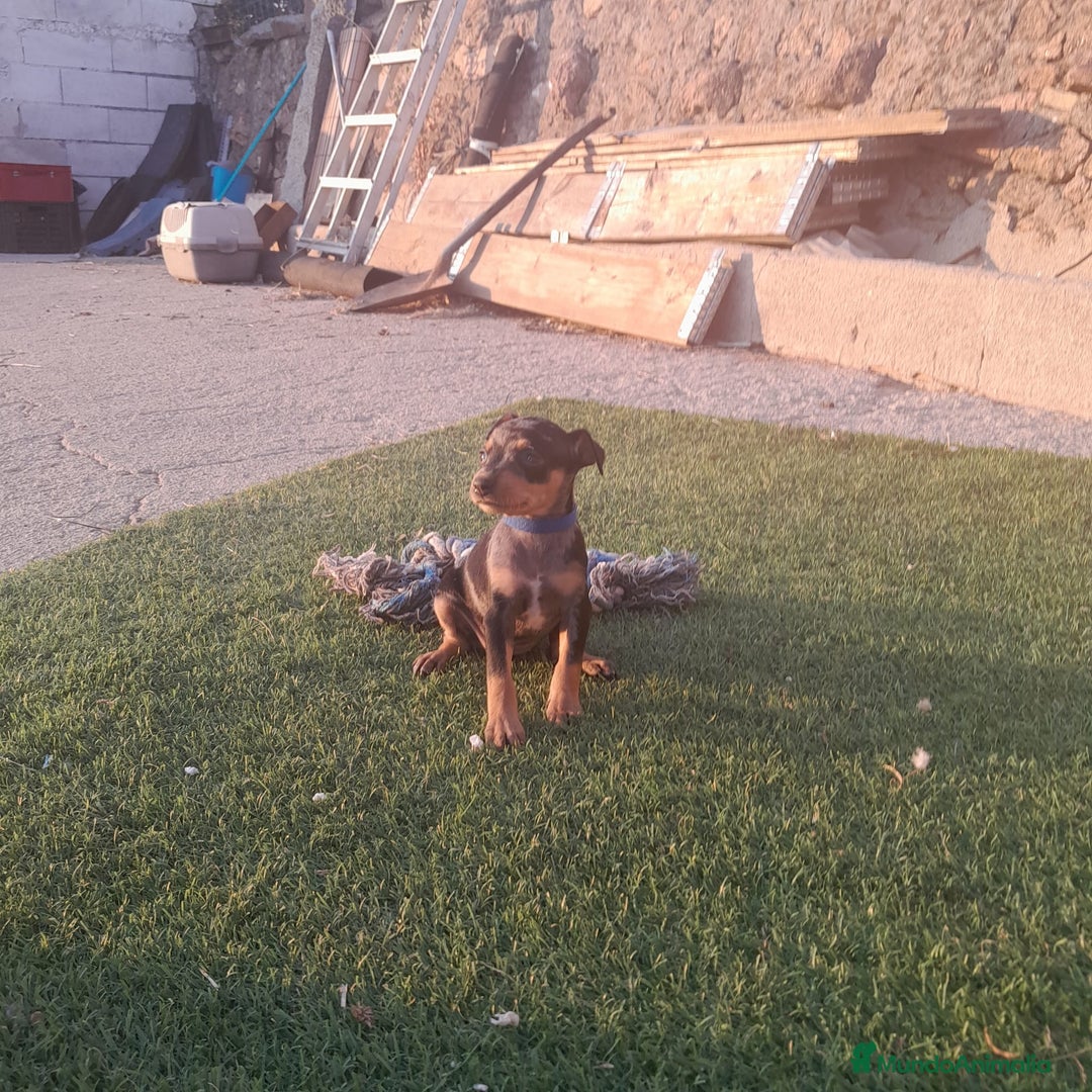 Pinscher Miniatura perros en venta: MINI PINCHER  - Imagen 8