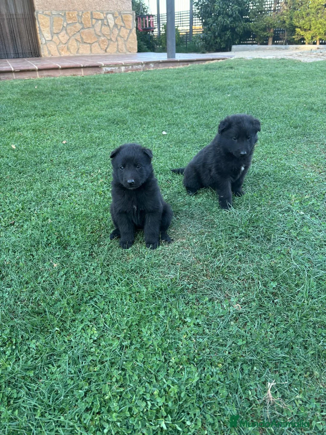 Pastor Belga Groenendael perros en venta: Camada de Pastor Belga Groenendael - Anuncio 2