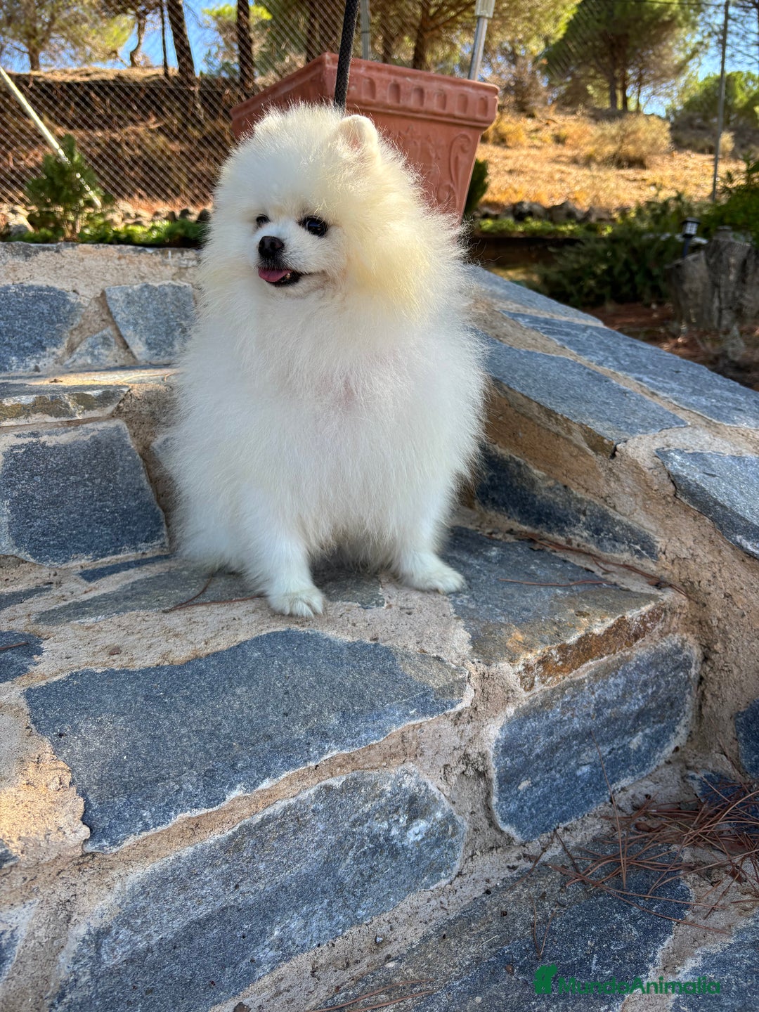 Pomerania perros en venta: Pomerania hembra tamaño pequeñito .  - Imagen 3