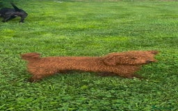 Caniche Toy perros en venta: Caniche mini toy  - Imagen 6