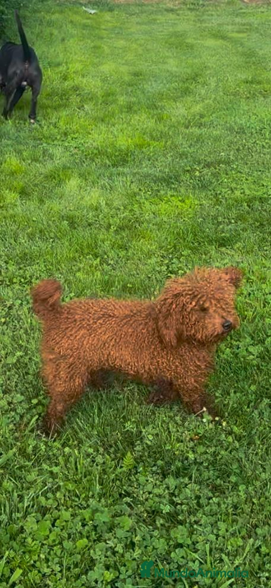 Caniche Toy perros en venta: Caniche mini toy  - Imagen 6