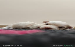 Shih Tzu perros en venta: EXCELENTES CACHORROS - Imagen 3