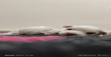 Shih Tzu perros - Anuncio 2