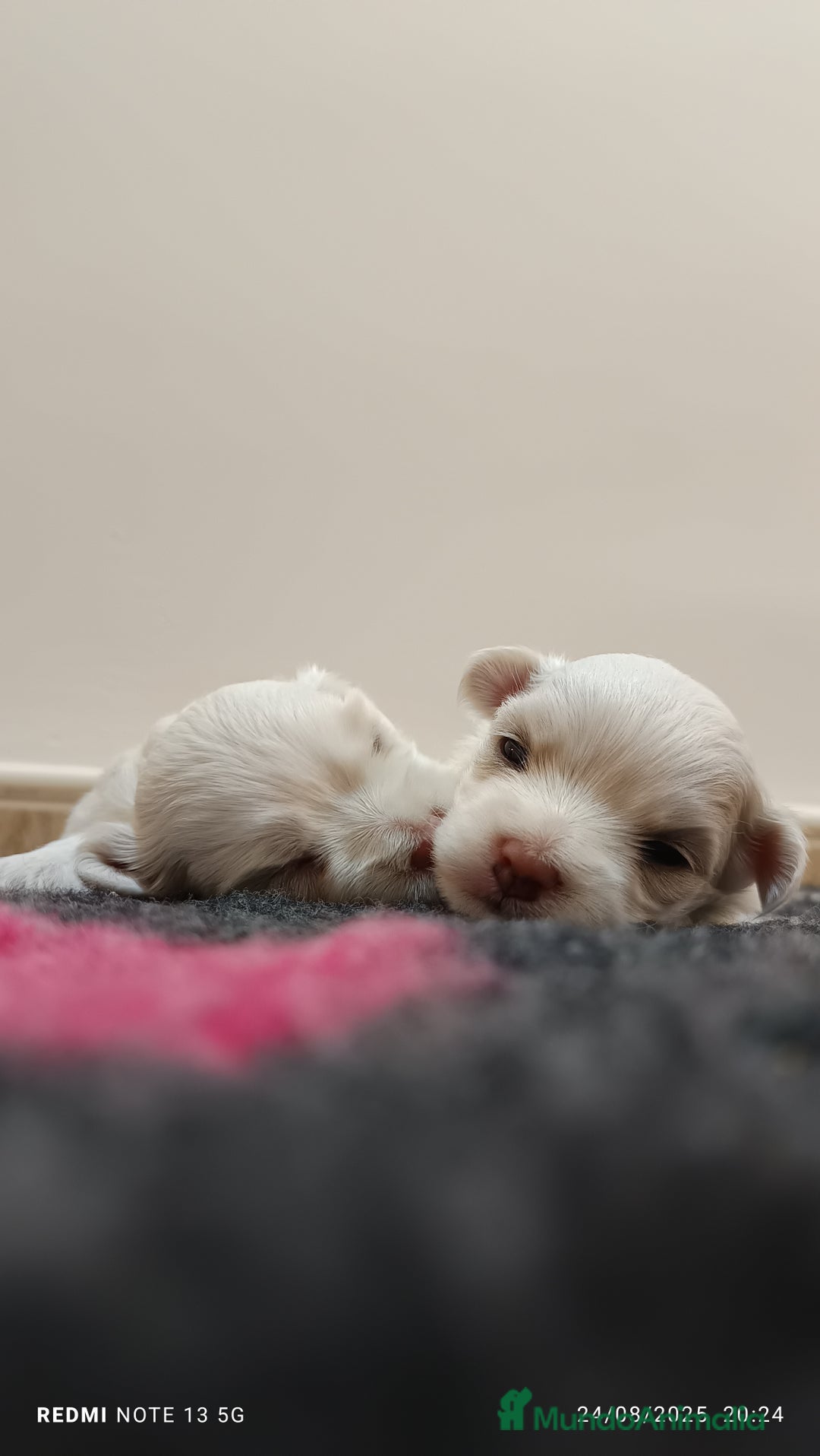 Shih Tzu perros en venta: EXCELENTES CACHORROS - Imagen 3
